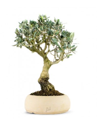 Olivo XL