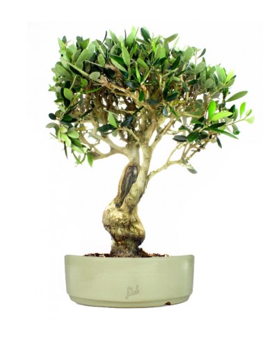 Olivo XXL