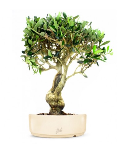 Olivo XXL