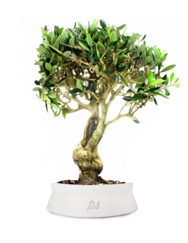 Olivo XXL