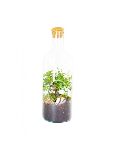 Olmo bonsai in terrarium