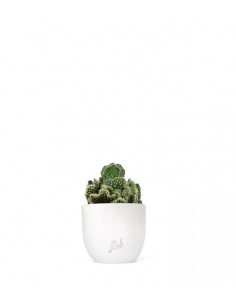 Opuntia cilindrica crestata