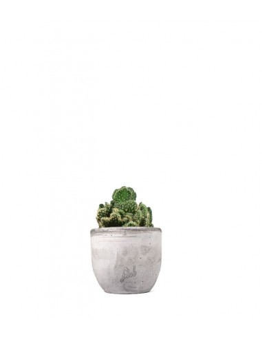 Opuntia cilindrica crestata