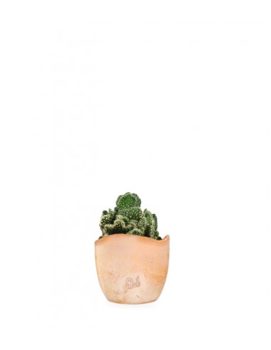 Opuntia cilindrica crestata