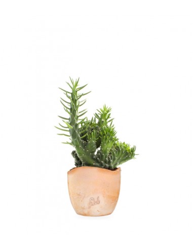 Opuntia subulata crestata