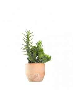 Opuntia subulata crestata 2