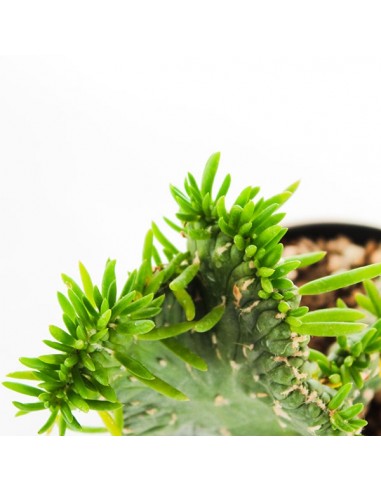 Opuntia subulata crestata