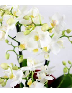 Orchidea Bianca vaso rosso 2