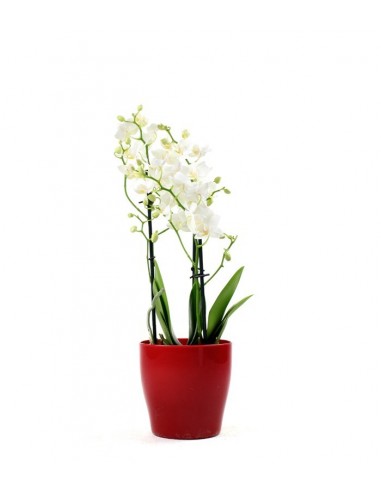 Orchidea Bianca vaso rosso