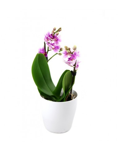 Orchidea rosa
