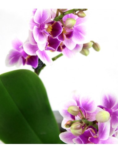 Orchidea rosa
