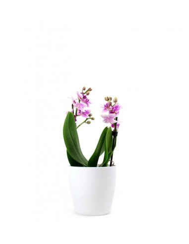 Orchidea rosa