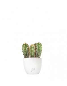 Pachycereus