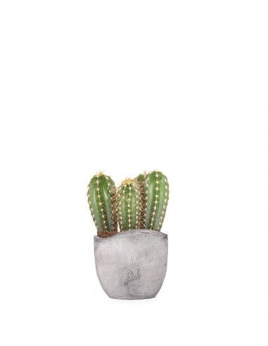 Pachycereus
