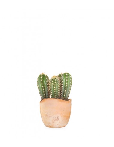 Pachycereus