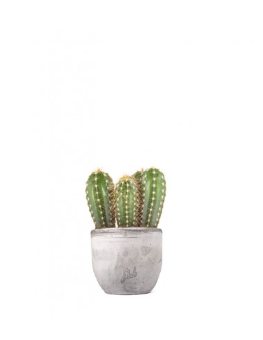 Pachycereus
