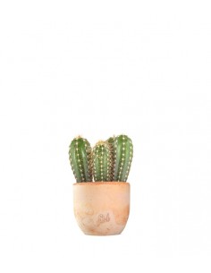 Pachycereus 2