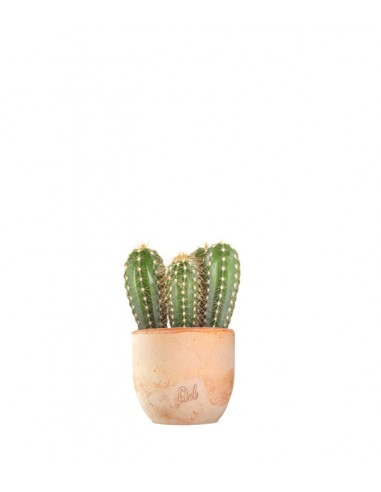 Pachycereus