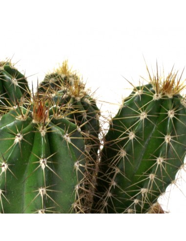 Pachycereus