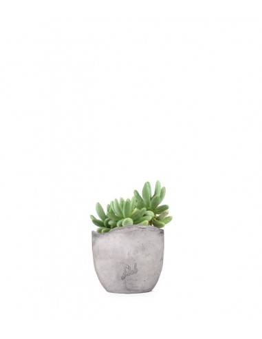 Pachyphytum fittkauii