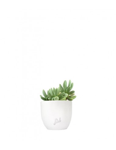 Pachyphytum fittkauii