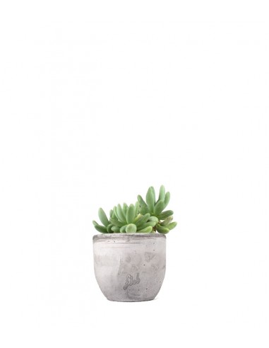 Pachyphytum fittkauii
