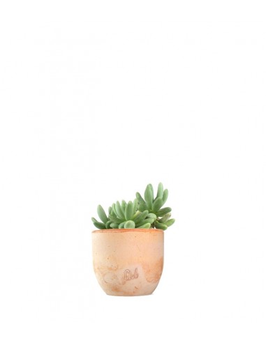 Pachyphytum fittkauii