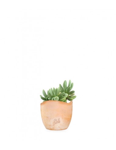 Pachyphytum fittkauii