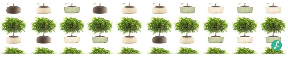 Pepper Bonsai