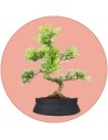 Bonsai Pepe