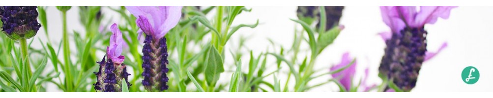 Piante aromatiche flob