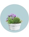 Erbe aromatiche