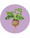 Piante da appendere