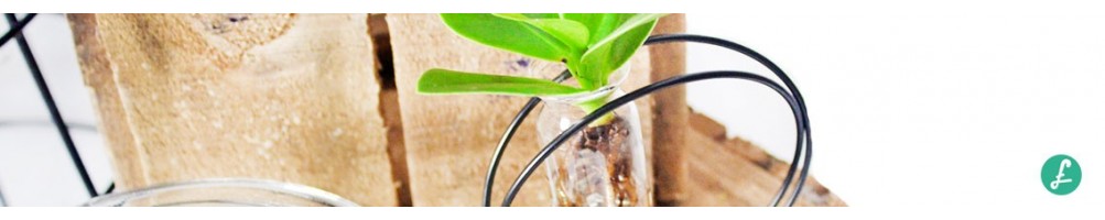 Piante in vaso di vetro| vasto assortimento e prezzi