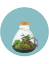 Piante in vaso di vetro