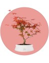 Acero Bonsai