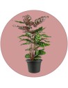 Calathea