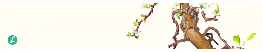 Esemplari unici di Bonsai, foto aggiornate con dettagli. Compra Bonsai Online