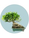 Bonsai Esemplare