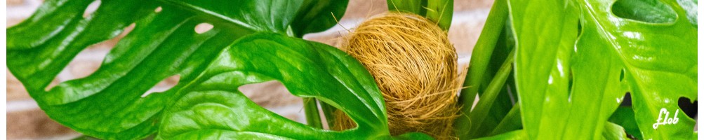 Piante Alte da Interno | Piante Scenografiche e Resistenti