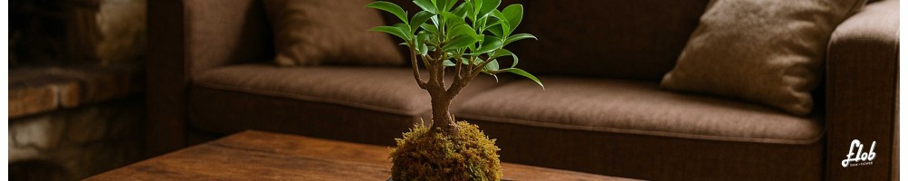 Kokedama, creazioni per abbellire il la tua casa e il tuo ufficio!