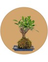 Kokedama