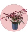Piante perenni da balcone