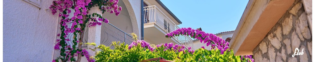 Piante da Balcone Pieno Sole: Fiorite, Rampicanti e Perenni | Acquista Online