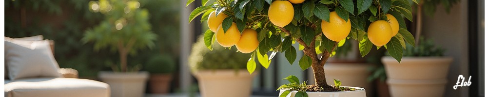 Piante da Frutto: In Vaso, da Giardino e Varietà Antiche | Acquista Online