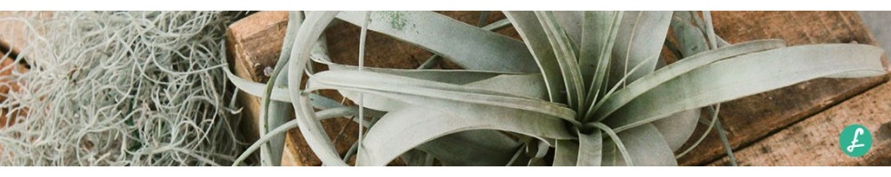 Tillandsie le piante che purificano l'aria
