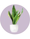 Sansevieria