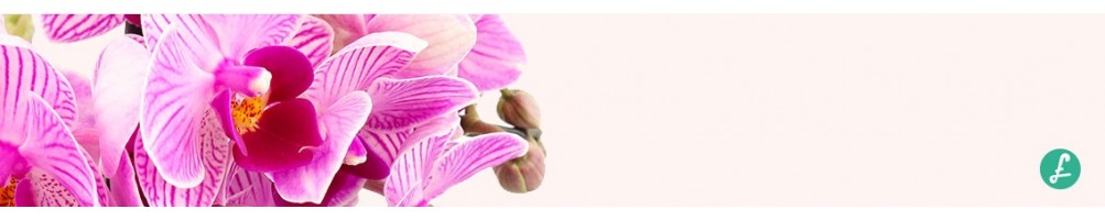 Ampia scelta di Orchidee, le piante fashion per eccellenza!