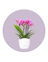 Orchids