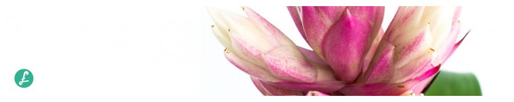 Bromeliads